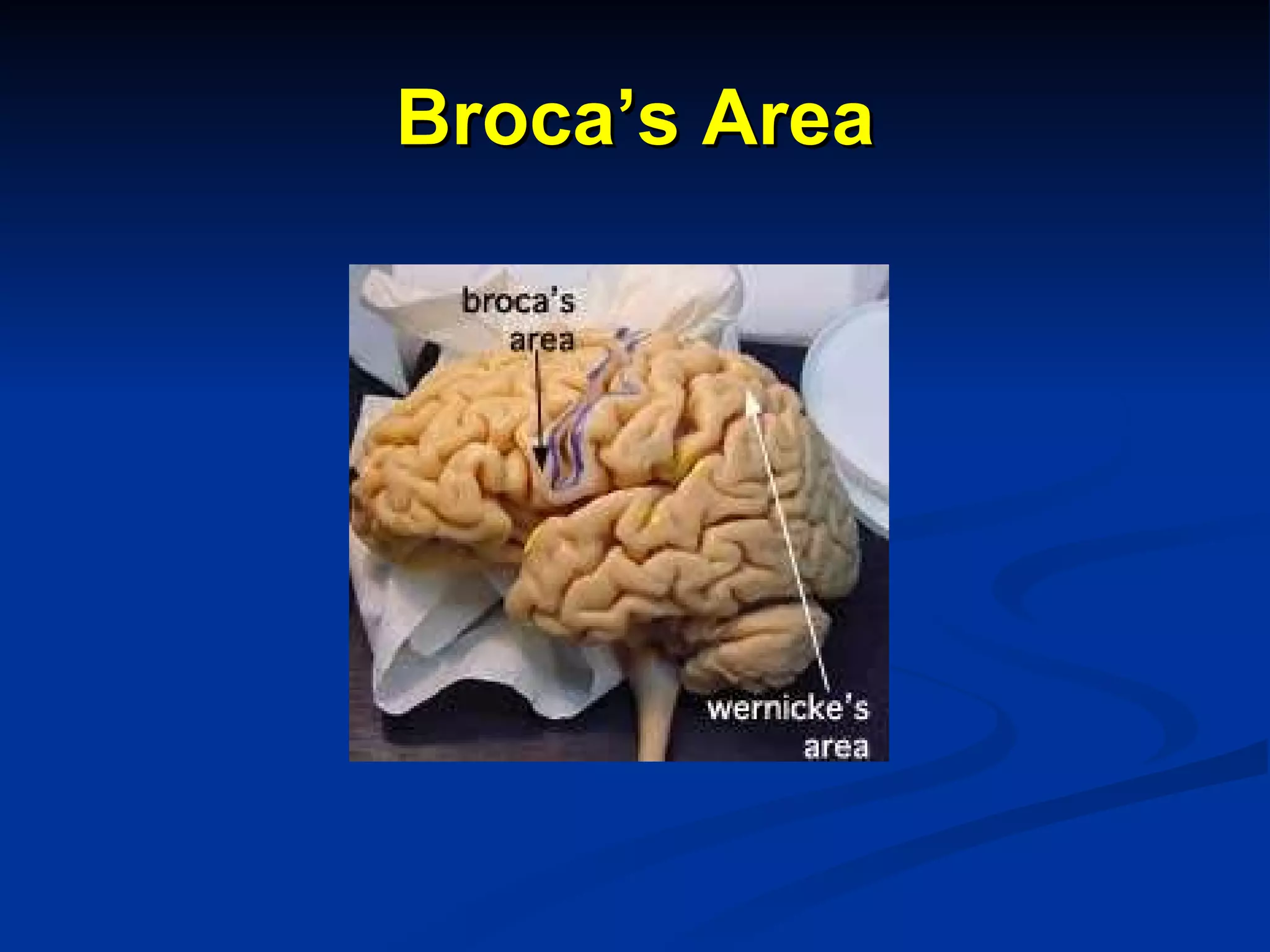 Broca’s Area 