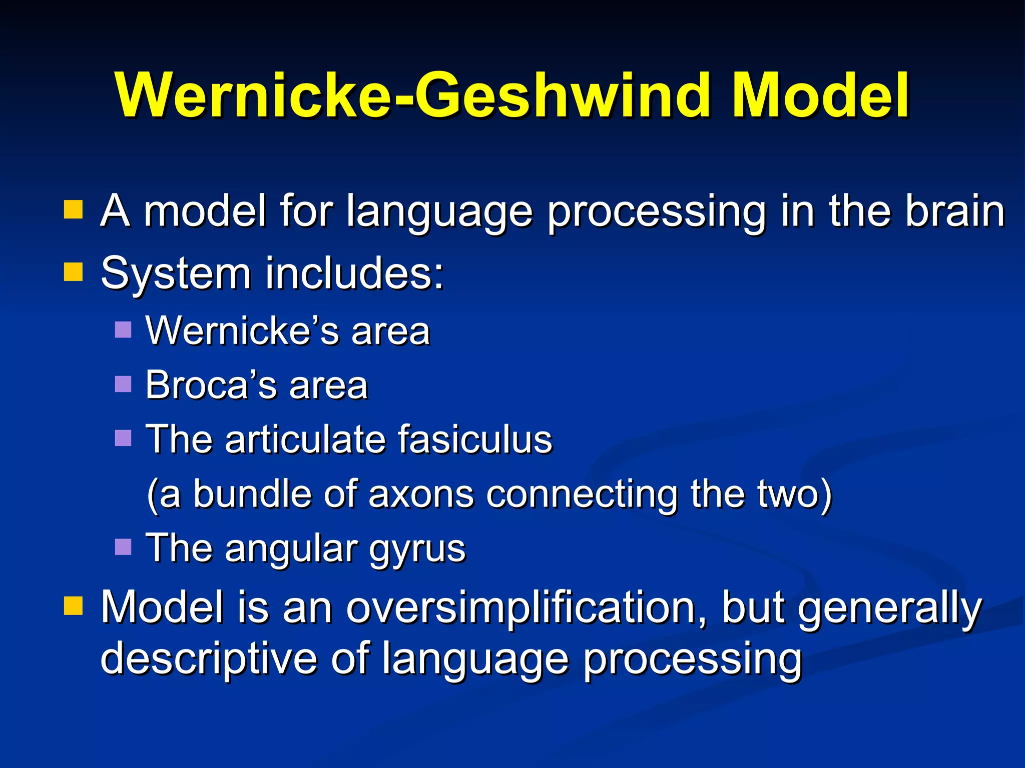 Wernicke-Geshwind Model A model for language processing in the brain System includes: Wernicke’s area  Broca’s area The articulate fasiculus  (a bundle of axons connecting the two) The angular gyrus Model is an oversimplification, but generally descriptive of language processing 