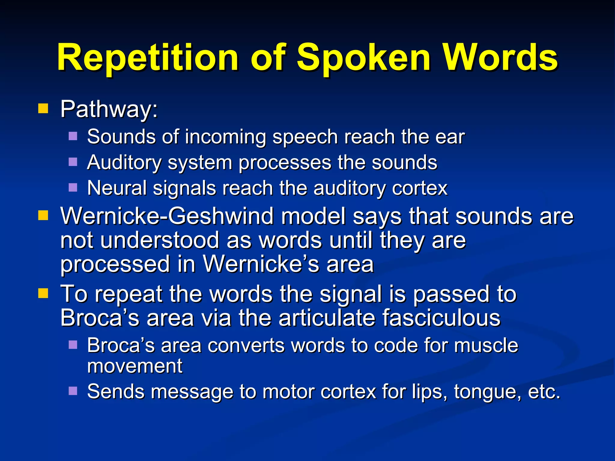 Repetition of Spoken Words Pathway: Sounds of incoming speech reach the ear Auditory system processes the sounds Neural signals reach the auditory cortex Wernicke-Geshwind model says that sounds are not understood as words until they are processed in Wernicke’s area To repeat the words the signal is passed to Broca’s area via the articulate fasciculous Broca’s area converts words to code for muscle movement Sends message to motor cortex for lips, tongue, etc. 