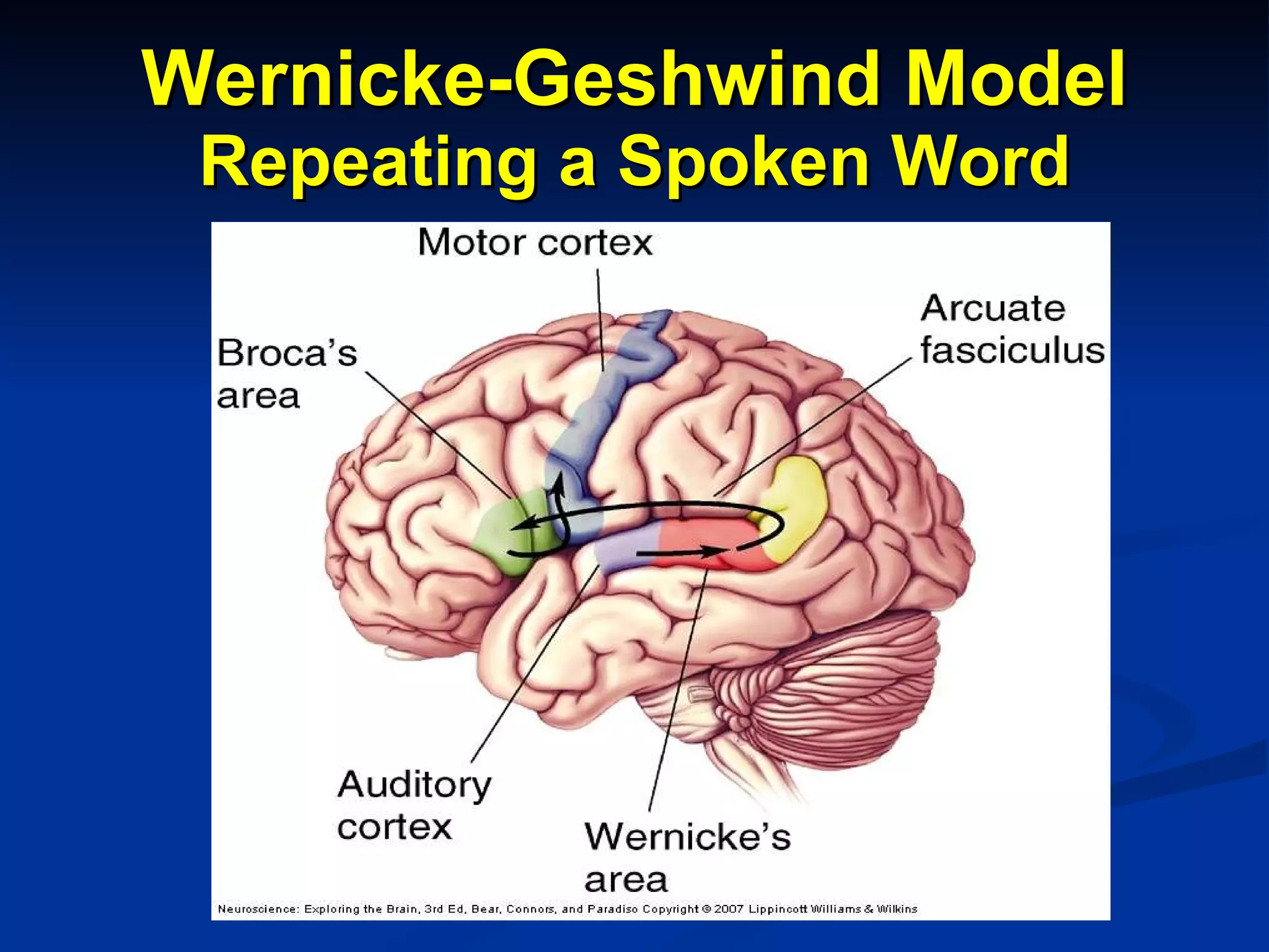Wernicke-Geshwind Model Repeating a Spoken Word 