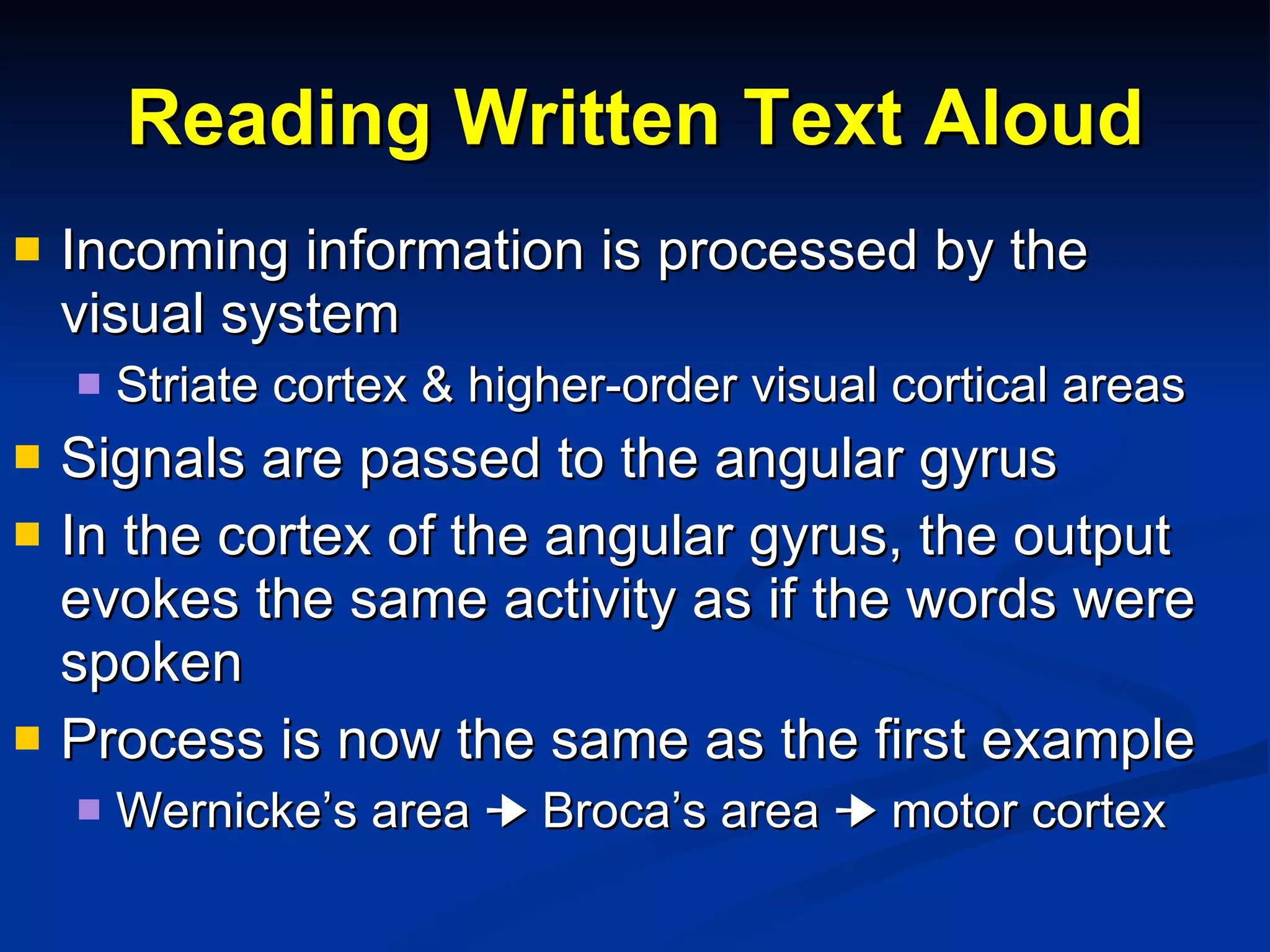Reading Written Text Aloud Incoming information is processed by the visual system Striate cortex & higher-order visual cortical areas Signals are passed to the angular gyrus In the cortex of the angular gyrus, the output evokes the same activity as if the words were spoken Process is now the same as the first example Wernicke’s area    Broca’s area    motor cortex 