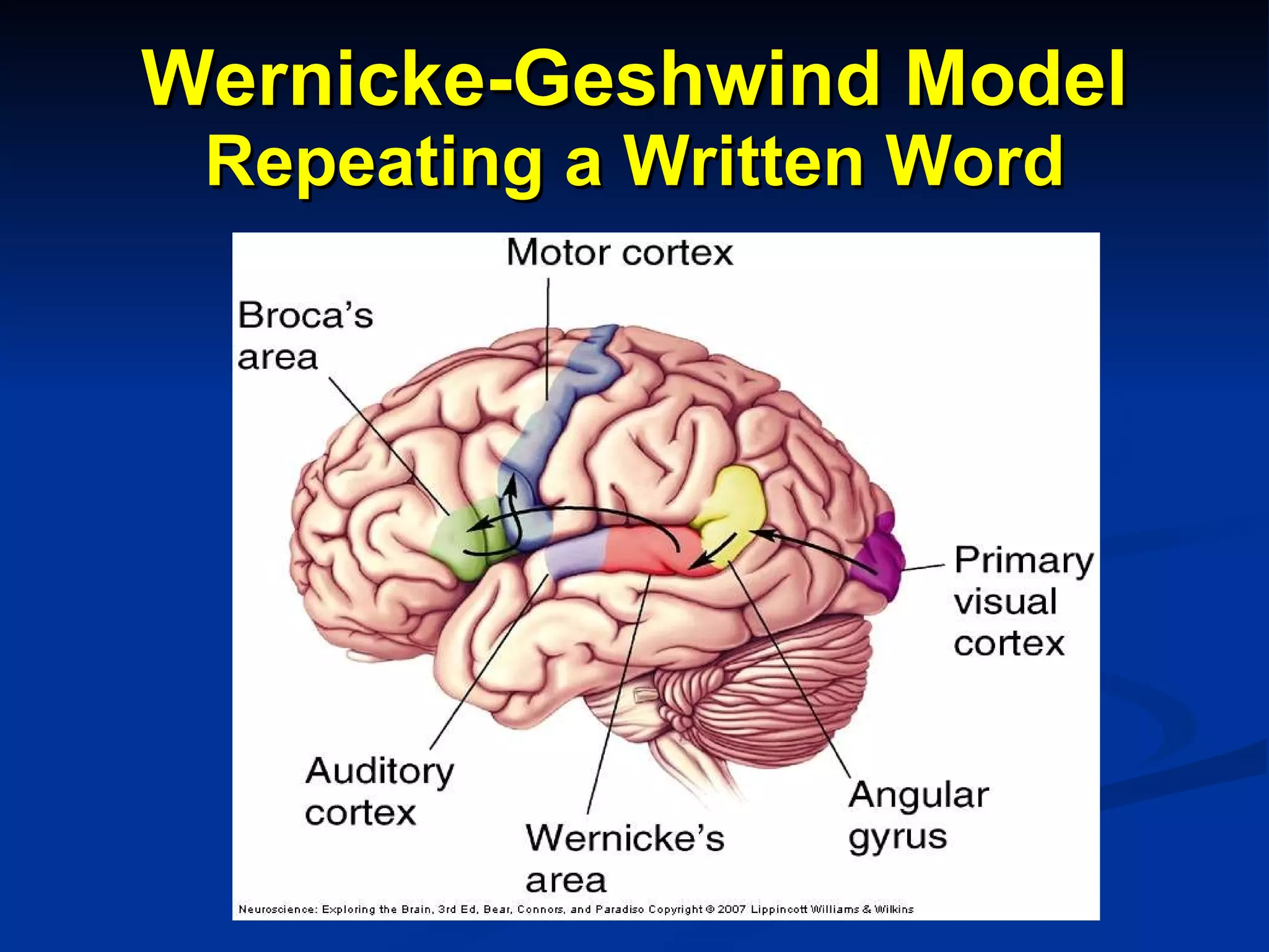 Wernicke-Geshwind Model Repeating a Written Word 