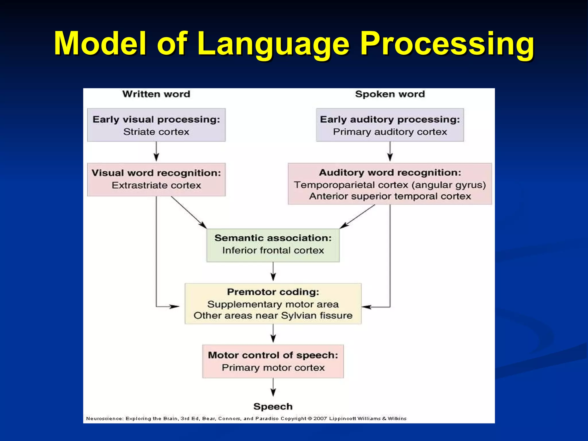 Model of Language Processing 