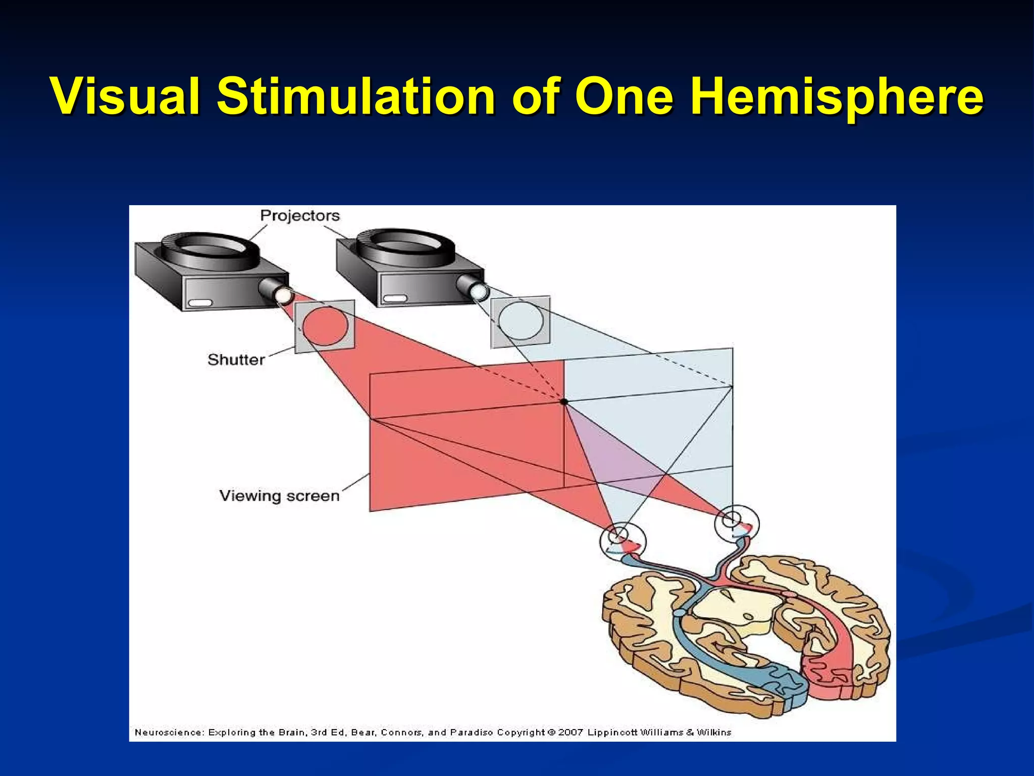 Visual Stimulation of One Hemisphere 
