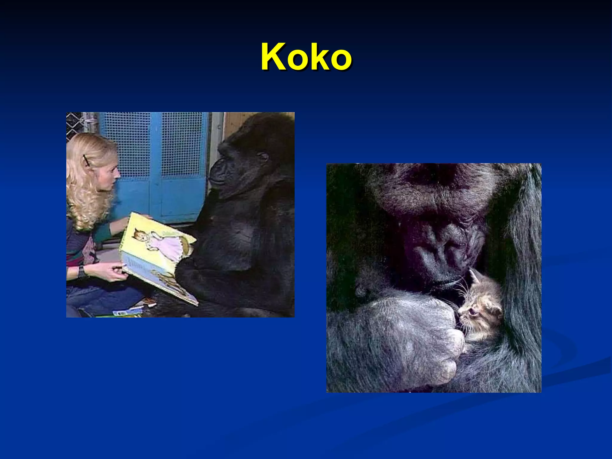 Koko 