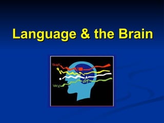 Language & the Brain 