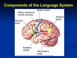 Components of the Language System 