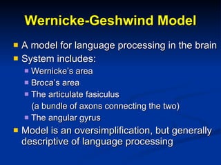 Wernicke-Geshwind Model A model for language processing in the brain System includes: Wernicke’s area  Broca’s area The articulate fasiculus  (a bundle of axons connecting the two) The angular gyrus Model is an oversimplification, but generally descriptive of language processing 