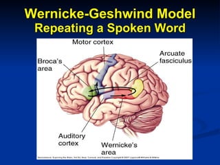 Wernicke-Geshwind Model Repeating a Spoken Word 