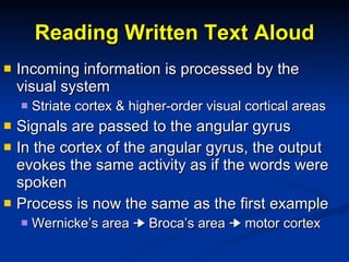 Reading Written Text Aloud Incoming information is processed by the visual system Striate cortex & higher-order visual cortical areas Signals are passed to the angular gyrus In the cortex of the angular gyrus, the output evokes the same activity as if the words were spoken Process is now the same as the first example Wernicke’s area    Broca’s area    motor cortex 