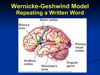 Wernicke-Geshwind Model Repeating a Written Word 