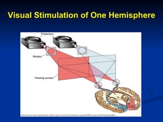 Visual Stimulation of One Hemisphere 