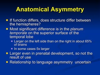 Anatomical Asymmetry If function differs, does structure differ between the hemispheres? Most significant difference is in the  planum temporale  on the superior surface of the temporal lobe Larger on the left side than on the right in about 65% of brains In some cases 5x larger Larger even in prenatal development, so not the result of use Relationship to language asymmetry  uncertain 