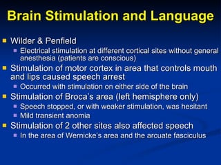 Brain Stimulation and Language Wilder & Penfield Electrical stimulation at different cortical sites without general anesthesia (patients are conscious) Stimulation of motor cortex in area that controls mouth and lips caused speech arrest Occurred with stimulation on either side of the brain Stimulation of Broca’s area (left hemisphere only) Speech stopped, or with weaker stimulation, was hesitant Mild transient anomia Stimulation of 2 other sites also affected speech In the area of Wernicke’s area and the arcuate fasciculus 