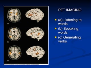 PET IMAGING (a) Listening to words (b) Speaking words (c) Generating verbs 