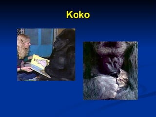 Koko 