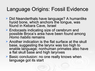 Language Origins: Fossil Evidence Did Neanderthals have language? A humanlike hyoid bone, which anchors the tongue, was found in Kebara Cave, Israel Endocasts indicating size of cerebrum and possible Broca’s area have been found among  Homo habilis  remains Another indication is the flat surface at the skull base, suggesting the larynx was too high to enable language; nonhuman primates also have a flat skull base and high larynxes Basic conclusion: no one really knows when language got its start 