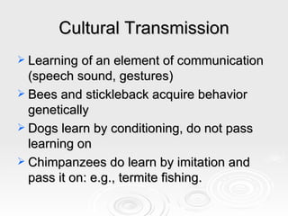 Cultural Transmission Learning of an element of communication (speech sound, gestures) Bees and stickleback acquire behavior genetically Dogs learn by conditioning, do not pass learning on Chimpanzees do learn by imitation and pass it on: e.g., termite fishing.  