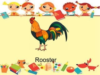 Rooster