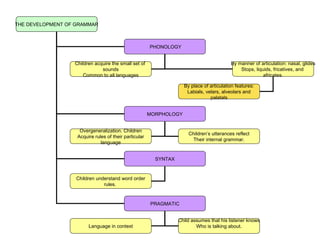THE DEVELOPMENT OF GRAMMAR PHONOLOGY SYNTAX PRAGMATIC MORPHOLOGY Children acquire the small set of  sounds Common to all languages Overgeneralization. Children Acquire rules of their particular language Children understand word order rules.  Language in context By manner of articulation: nasal, glides Stops, liquids, fricatives, and  africates. Children’s utterances reflect Their internal grammar. Child assumes that his listener knows Who is talking about. By place of articulation features: Labials, velars, alveolars and palatals 