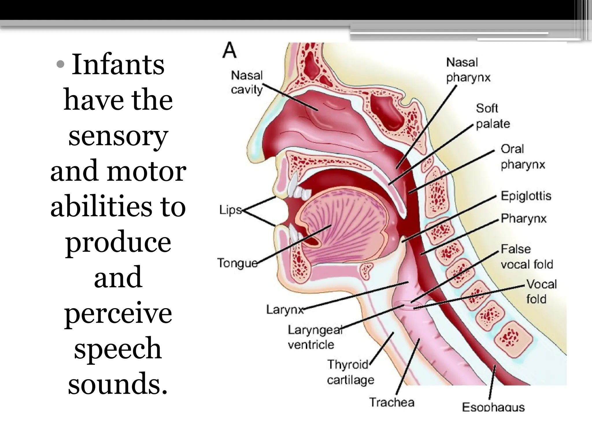 • Infants
have the
sensory
and motor
abilities to
produce
and
perceive
speech
sounds.
 