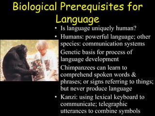Biological Prerequisites for
Language
• Is language uniquely human?
• Humans: powerful language; other
species: communication systems
• Genetic basis for process of
language development
• Chimpanzees can learn to
comprehend spoken words &
phrases; or signs referring to things;
but never produce language
• Kanzi: using lexical keyboard to
communicate; telegraphic
utterances to combine symbols
 