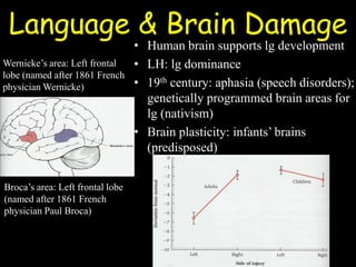 Language & Brain Damage
• Human brain supports lg development
• LH: lg dominance
• 19th century: aphasia (speech disorders);
genetically programmed brain areas for
lg (nativism)
• Brain plasticity: infants’ brains
(predisposed)
Broca’s area: Left frontal lobe
(named after 1861 French
physician Paul Broca)
Wernicke’s area: Left frontal
lobe (named after 1861 French
physician Wernicke)
 