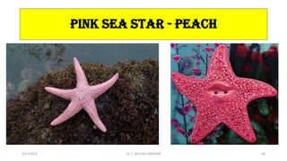 PINK SEA STAR - PEACH
3/23/2022 Dr. C. BEULAH JAYARANI 60
 