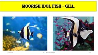 MOORISH IDOL FISH - GILL
3/23/2022 Dr. C. BEULAH JAYARANI 70
 