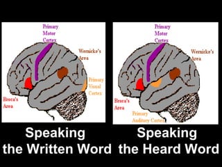 So do dolphins, monkeys, apes and humans.  So do dolphins, monkeys, apes and humans.  Speaking  the Written Word Speaking  the Heard Word 