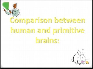 Comparison between 
human and primitive 
brains: 
 