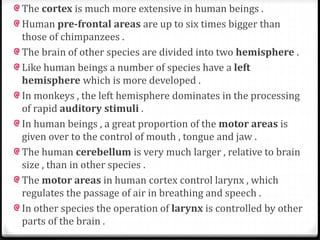 The cortex is much more extensive in human beings . 
Human pre-frontal areas are up to six times bigger than 
those of chimpanzees . 
The brain of other species are divided into two hemisphere . 
Like human beings a number of species have a left 
hemisphere which is more developed . 
In monkeys , the left hemisphere dominates in the processing 
of rapid auditory stimuli . 
In human beings , a great proportion of the motor areas is 
given over to the control of mouth , tongue and jaw . 
The human cerebellum is very much larger , relative to brain 
size , than in other species . 
The motor areas in human cortex control larynx , which 
regulates the passage of air in breathing and speech . 
In other species the operation of larynx is controlled by other 
parts of the brain . 
 