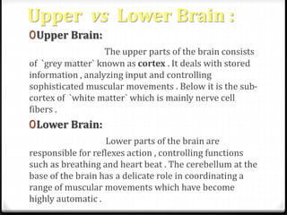 Upper vs Lower Brain : 
0Upper Brain: 
The upper parts of the brain consists 
of `grey matter` known as cortex . It deals with stored 
information , analyzing input and controlling 
sophisticated muscular movements . Below it is the sub-cortex 
of `white matter` which is mainly nerve cell 
fibers . 
0Lower Brain: 
Lower parts of the brain are 
responsible for reflexes action , controlling functions 
such as breathing and heart beat . The cerebellum at the 
base of the brain has a delicate role in coordinating a 
range of muscular movements which have become 
highly automatic . 
 