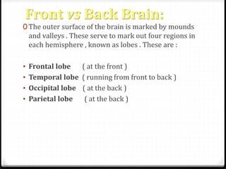 Front vs Back Brain: 
0 The outer surface of the brain is marked by mounds 
and valleys . These serve to mark out four regions in 
each hemisphere , known as lobes . These are : 
• Frontal lobe ( at the front ) 
• Temporal lobe ( running from front to back ) 
• Occipital lobe ( at the back ) 
• Parietal lobe ( at the back ) 
 