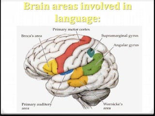 Brain areas involved in 
language: 
 