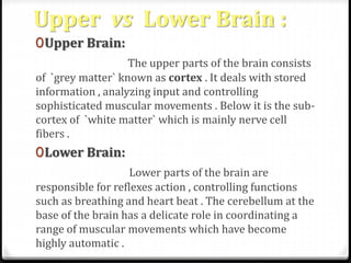 Upper vs Lower Brain : 
0Upper Brain: 
The upper parts of the brain consists 
of `grey matter` known as cortex . It deals with stored 
information , analyzing input and controlling 
sophisticated muscular movements . Below it is the sub-cortex 
of `white matter` which is mainly nerve cell 
fibers . 
0Lower Brain: 
Lower parts of the brain are 
responsible for reflexes action , controlling functions 
such as breathing and heart beat . The cerebellum at the 
base of the brain has a delicate role in coordinating a 
range of muscular movements which have become 
highly automatic . 
 