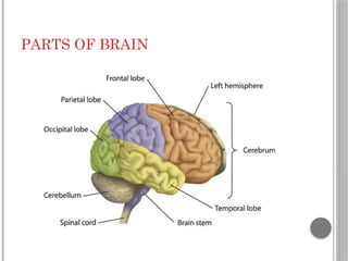PARTS OF BRAIN
 
