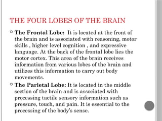 THE FOUR LOBES OF THE BRAIN
 The Frontal Lobe: It is located at the front of
the brain and is associated with reasoning, motor
skills , higher level cognition , and expressive
language. At the back of the frontal lobe lies the
motor cortex. This area of the brain receives
information from various lobes of the brain and
utilizes this information to carry out body
movements.
 The Parietal Lobe: It is located in the middle
section of the brain and is associated with
processing tactile sensory information such as
pressure, touch, and pain. It is essential to the
processing of the body’s sense.
 