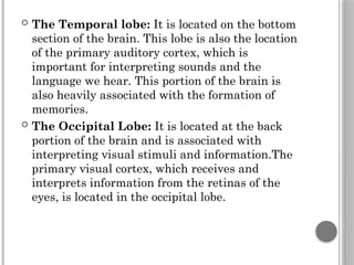  The Temporal lobe: It is located on the bottom
section of the brain. This lobe is also the location
of the primary auditory cortex, which is
important for interpreting sounds and the
language we hear. This portion of the brain is
also heavily associated with the formation of
memories.
 The Occipital Lobe: It is located at the back
portion of the brain and is associated with
interpreting visual stimuli and information.The
primary visual cortex, which receives and
interprets information from the retinas of the
eyes, is located in the occipital lobe.
 