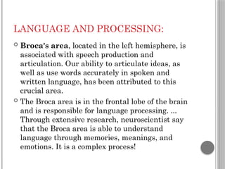 LANGUAGE AND PROCESSING:
 Broca's area, located in the left hemisphere, is
associated with speech production and
articulation. Our ability to articulate ideas, as
well as use words accurately in spoken and
written language, has been attributed to this
crucial area.
 The Broca area is in the frontal lobe of the brain
and is responsible for language processing. ...
Through extensive research, neuroscientist say
that the Broca area is able to understand
language through memories, meanings, and
emotions. It is a complex process!
 