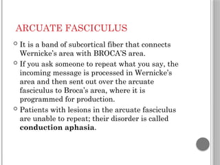 ARCUATE FASCICULUS
 It is a band of subcortical fiber that connects
Wernicke’s area with BROCA’S area.
 If you ask someone to repeat what you say, the
incoming message is processed in Wernicke’s
area and then sent out over the arcuate
fasciculus to Broca’s area, where it is
programmed for production.
 Patients with lesions in the arcuate fasciculus
are unable to repeat; their disorder is called
conduction aphasia.
 