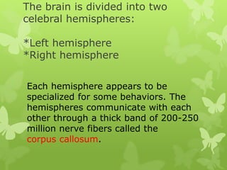 The brain is divided into two
celebral hemispheres:
*Left hemisphere
*Right hemisphere
Each hemisphere appears to be
specialized for some behaviors. The
hemispheres communicate with each
other through a thick band of 200-250
million nerve fibers called the
corpus callosum.
 
