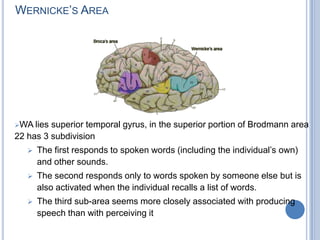 He made a famous statement that “we speak with the left hemisphere”Broca’s Area Area 44 (the posterior part of the inferior frontal gyrus) seems to be involved in phonological processing and in language production as such; this role would be facilitated by its position close to the motor centres for the mouth and the tongue.