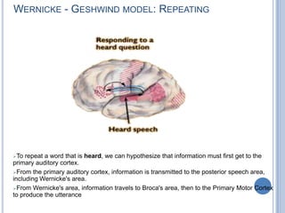 Area 45 (the anterior part of the inferior frontal gyrus) seems more involved in the semantic aspects of language. Though not directly involved in accessing meaning, Broca’s area therefore plays a role in verbal memory (selecting and manipulating semantic elements).Carl WernickeTen years later, Carl Wernicke, a German neurologist, discovered another part of the brain, this one involved in understanding language, in the posterior portion of the left temporal lobe. 