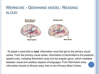 People who had a lesion at this location could speak, but their speech was often incoherent and made no sense.Wernicke’s Area WA lies superior temporal gyrus, in the superior portion of Brodmann area 22 has 3 subdivision 