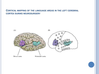 The second responds only to words spoken by someone else but is also activated when the individual recalls a list of words. 