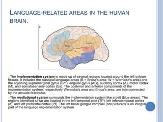 The third sub-area seems more closely associated with producing speech than with perceiving itWernicke - Geshwind model: Repeating To repeat a word that is heard, we can hypothesize that information must first get to the primary auditory cortex. 