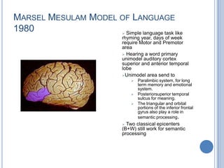 From the primary auditory cortex, information is transmitted to the posterior speech area, including Wernicke's area. 