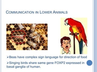 Communication in Lower AnimalsBeas have complex sign language for direction of food
