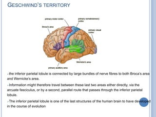 Language-related areas in the human brain.The implementation systemis made up of several regions located around the left sylvian fissure. It includes the classical language areas (B = Broca's area; W = Wernicke's area) and the adjoining supramarginalgyrus (Sm), angular gyrus (AG), auditory cortex (A), motor cortex (M), and somatosensory cortex (Ss). The posterior and anterior components of the implementation system, respectively Wernicke's area and Broca's area, are interconnected by the arcuate fasciculus